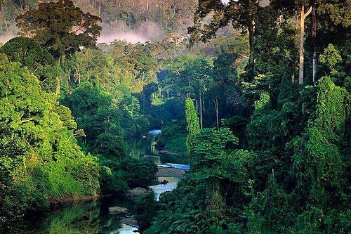 Sự đa dạng về loài thực vật là cao nhất trên Trái Đất với một số nhà khoa học ước tính rằng một kilômét vuông có thể chứa trên 75.000 kiểu cây gỗ và 150.000 loài thực vật bậc cao. Một kilômét vuông đất rừng mưa Amazon có thể chứa khoảng 90.790 tấn thực vật còn sinh tồn.